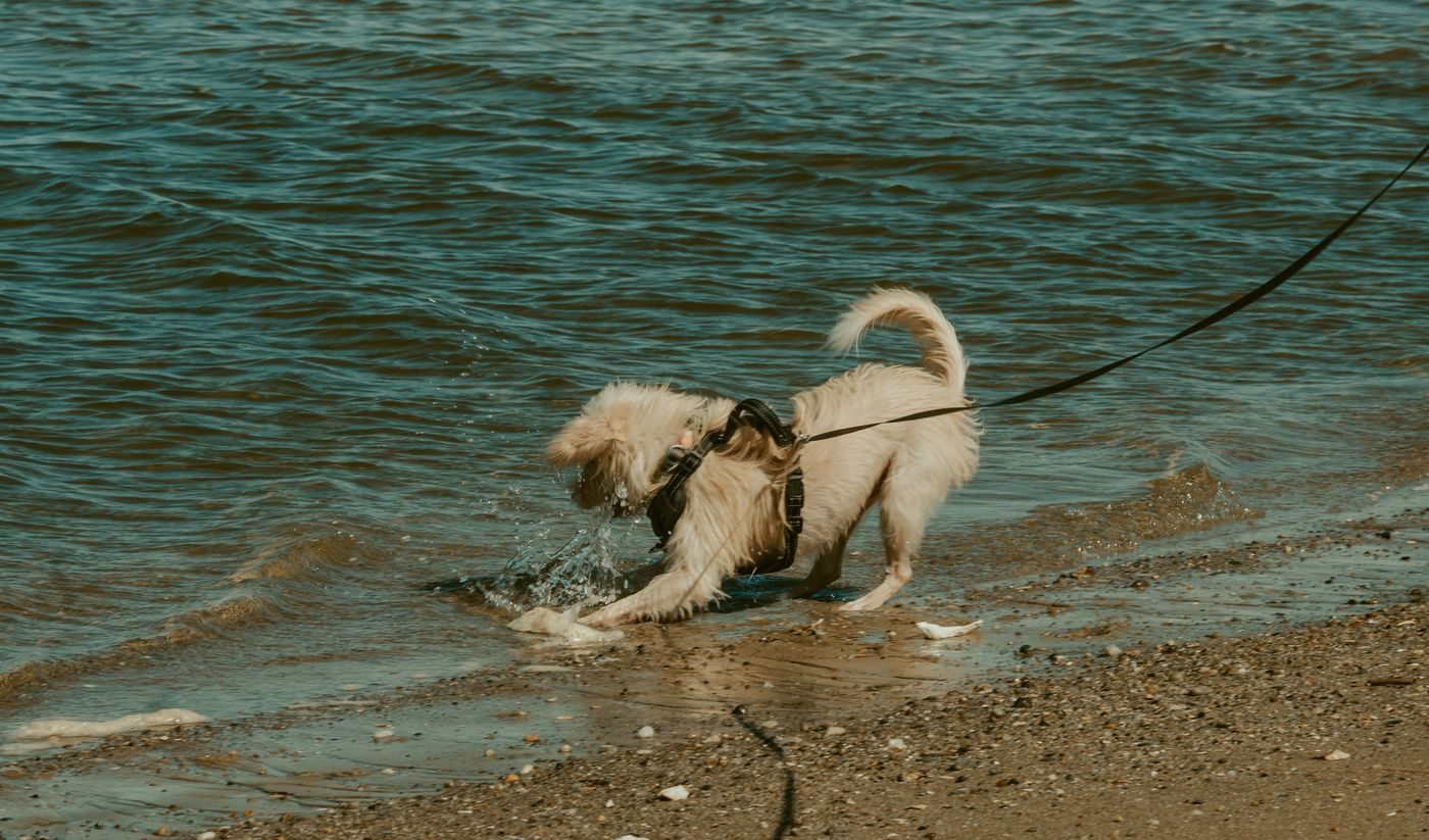 Example product style. A dog on a lead at the water.